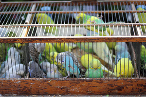 Paris Bird Market