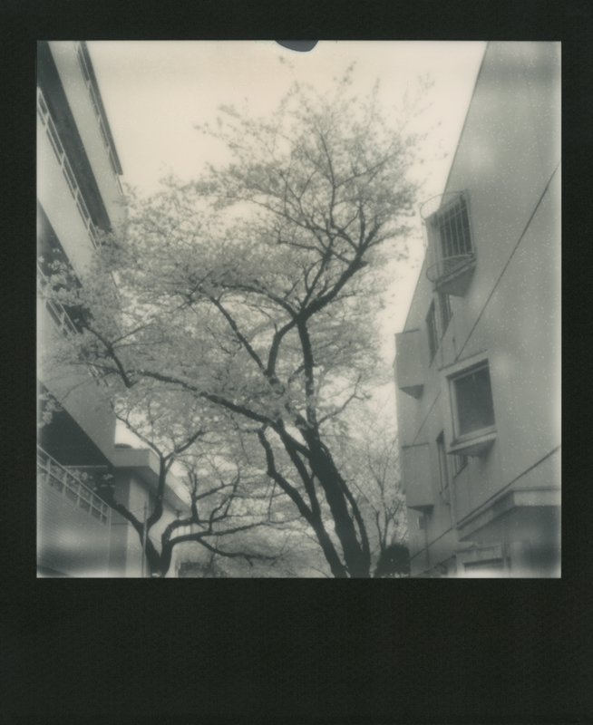 Nobuyoshi Araki | Sakura polaroids | Hanami in Tokyo